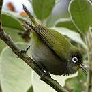 Zostérops de la Réunion
