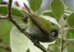 Reunion Olive White-eye