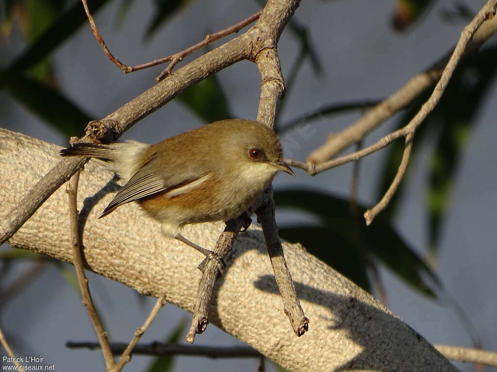 Reunion Grey White-eyeadult, identification