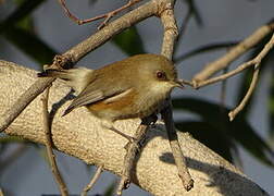 Reunion Grey White-eye