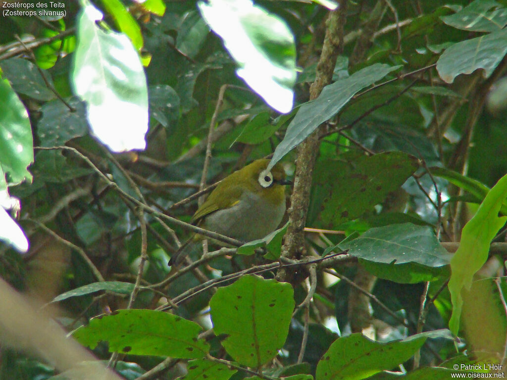 Taita White-eye