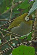 Taita White-eye