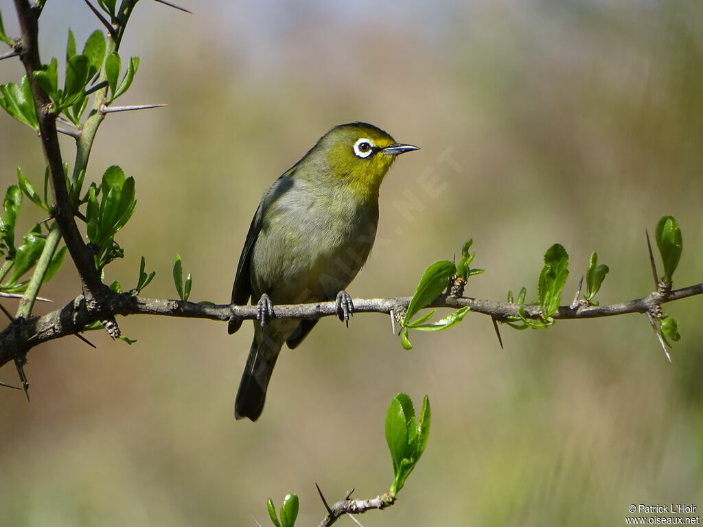 Cape White-eye