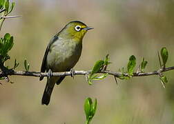 Cape White-eye