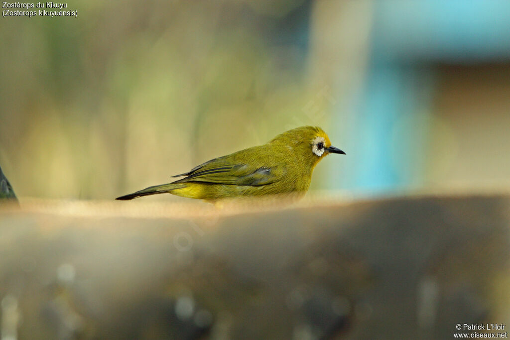 Kikuyu White-eye