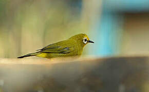 Kikuyu White-eye