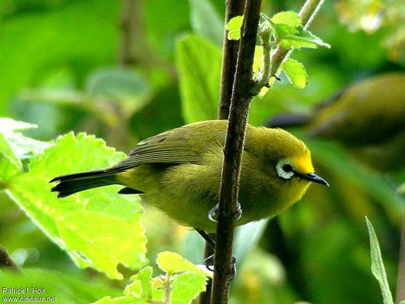 Kikuyu White-eyeadult, identification