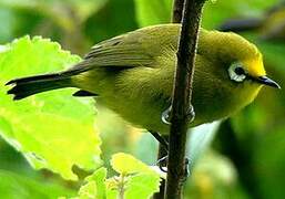 Kikuyu White-eye