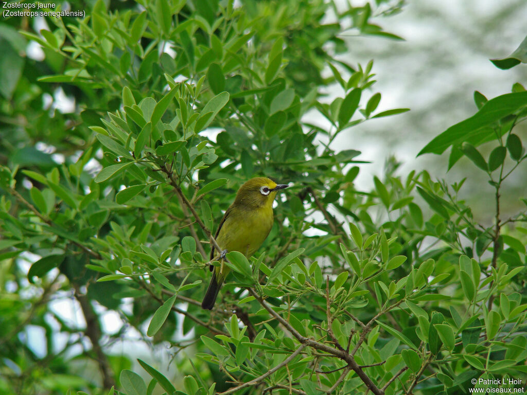 Northern Yellow White-eye