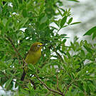 Zostérops jaune
