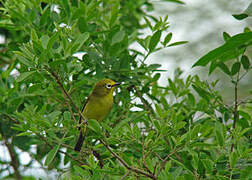 Northern Yellow White-eye