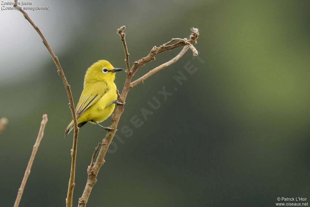 Northern Yellow White-eye