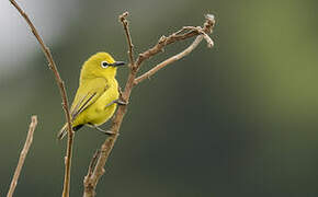 Northern Yellow White-eye