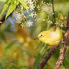 Zostérops jaune