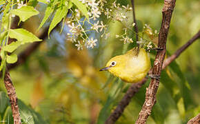 Northern Yellow White-eye