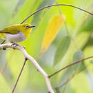 Zostérops oriental