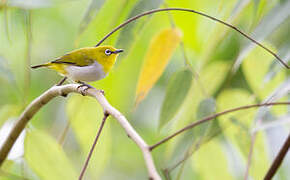 Indian White-eye