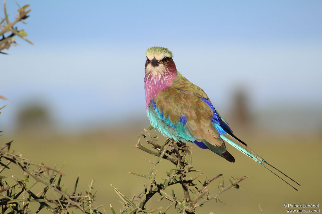 Lilac-breasted Rolleradult, identification