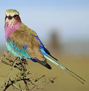 Lilac-breasted Roller