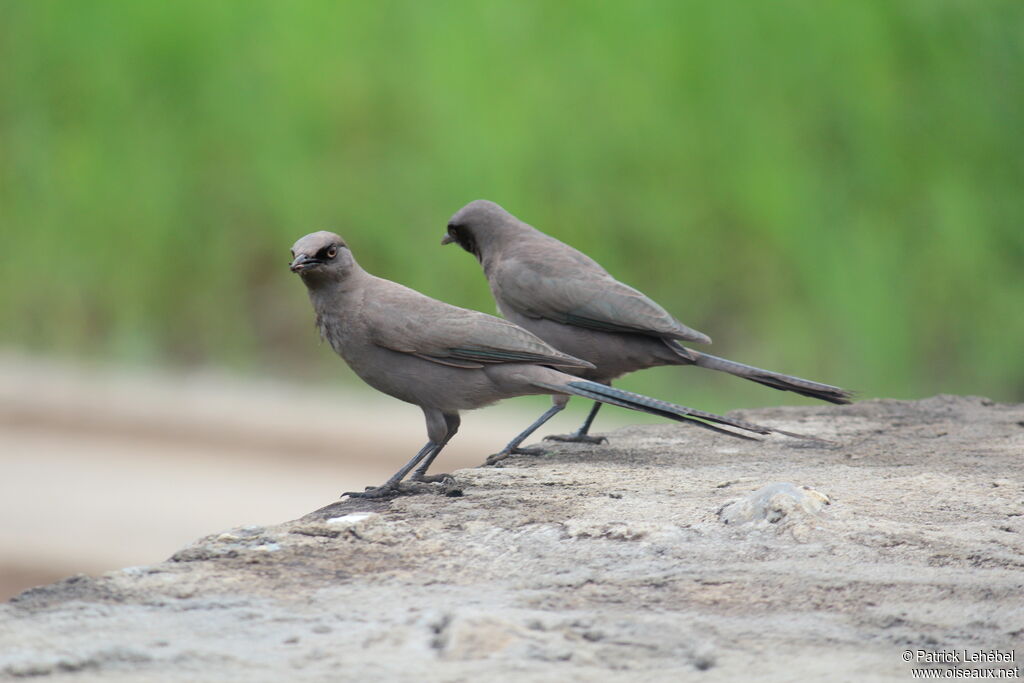 Ashy Starling