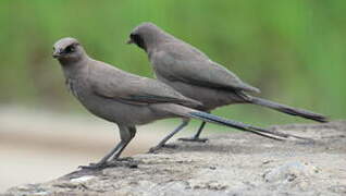 Ashy Starling