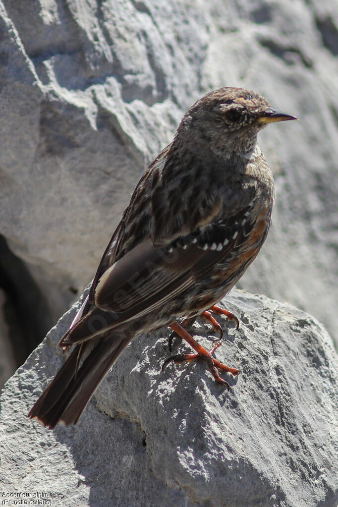 Alpine Accentoradult, identification