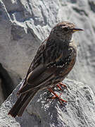 Alpine Accentor