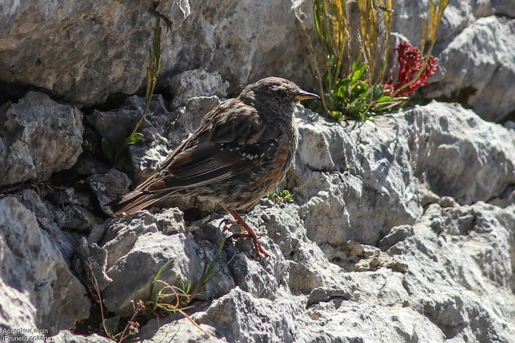 Accenteur alpinadulte, identification