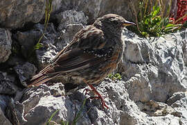 Alpine Accentor