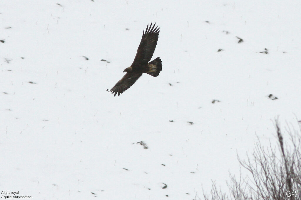 Golden Eagle