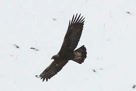 Golden Eagle