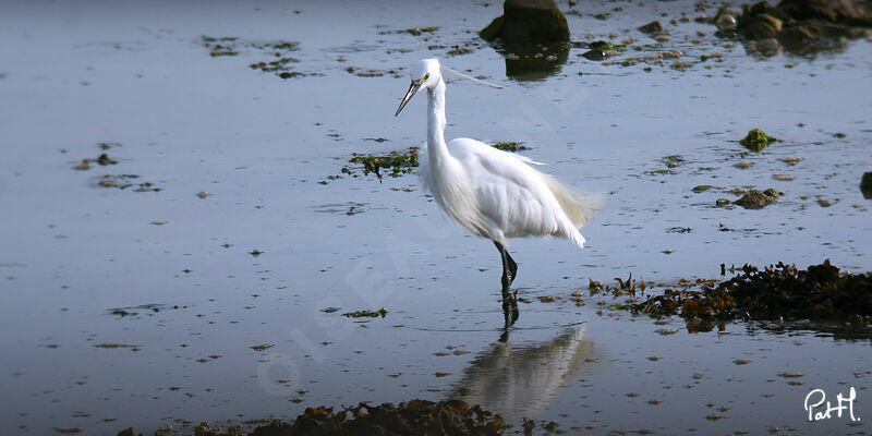 Aigrette garzetteadulte nuptial, identification