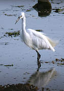 Little Egret