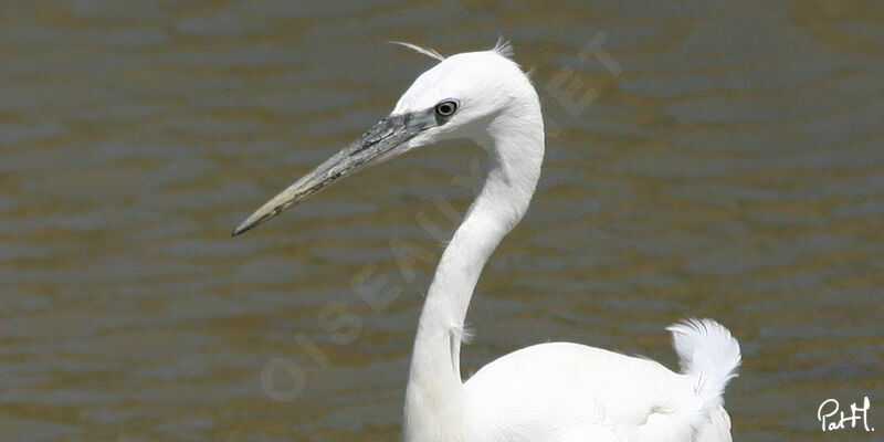 Little Egretadult, identification