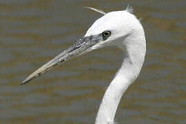 Aigrette garzette