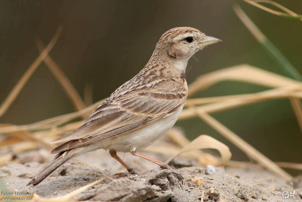 Greater Short-toed Larkadult, identification