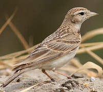 Greater Short-toed Lark