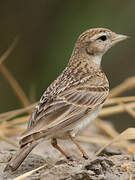 Greater Short-toed Lark