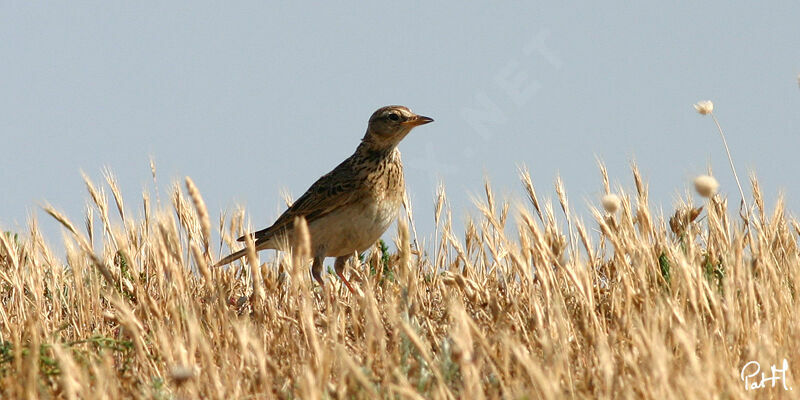 Eurasian Skylark, identification