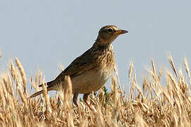 Eurasian Skylark