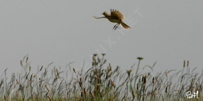 Eurasian Skylarkadult, Flight, song, Behaviour