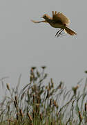 Eurasian Skylark