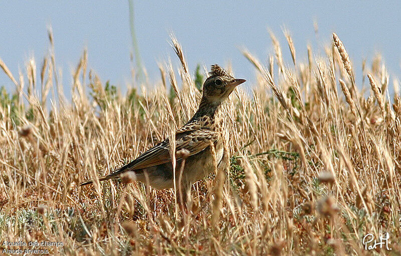 Eurasian Skylarkadult, identification