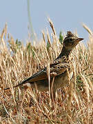 Eurasian Skylark