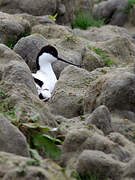 Avocette élégante