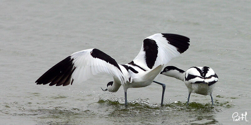 Pied Avocetadult, identification, Behaviour