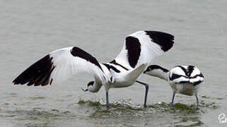 Pied Avocet