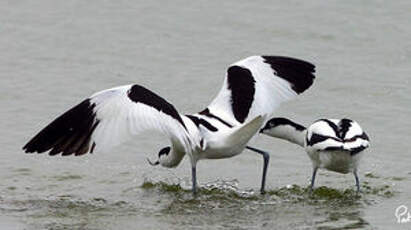 Avocette élégante