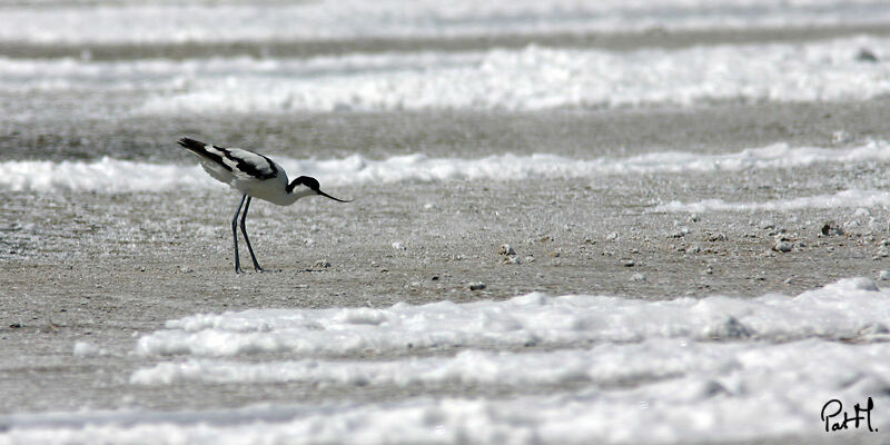 Avocette élégante, identification, Comportement