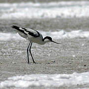 Avocette élégante